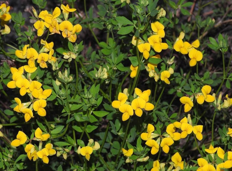 Hornklee , Lotus corniculatus, etnobotanika